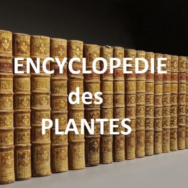 Encyclopedie