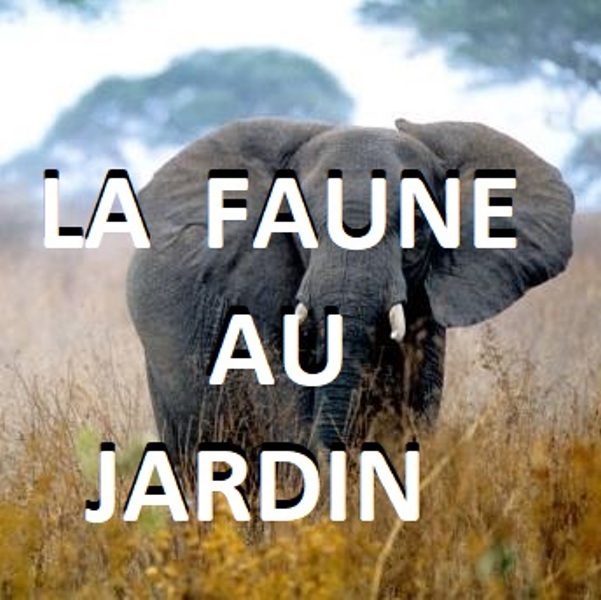 La faune