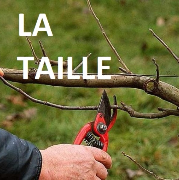 La taille