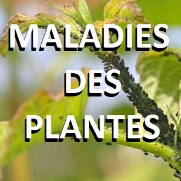 Maladies